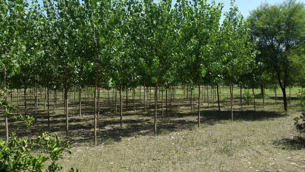 Rows of young trees growing in a nursery for greener villages